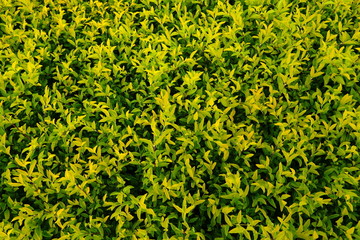 Background at the plant Golden dewdrop  Duranta drdcta L.