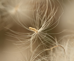 abstract photo of white feather