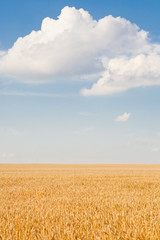 Naklejka premium Ripe wheat field