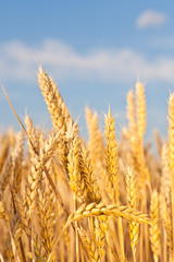 Fototapeta premium gold ears of wheat under sky