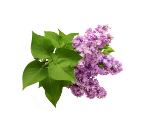 Isolated on a white background of a branch of a lilac with leave