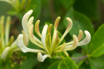 Jasmin im Frühling
