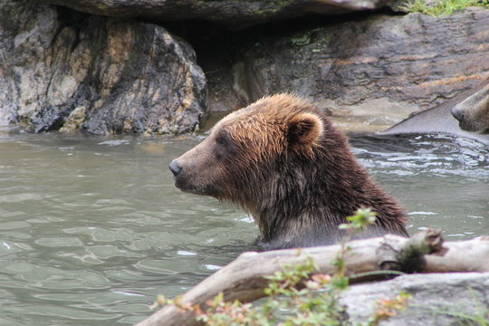 Grizzly Bear in water, Side View of face