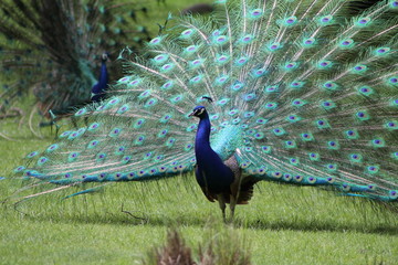 Obraz premium Indian or Blue peacocks, with feathers spread
