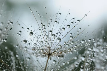 Printed roller blinds Dandelions and water dandelion seeds with drops