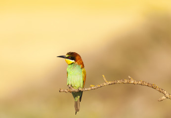 Bee-eater