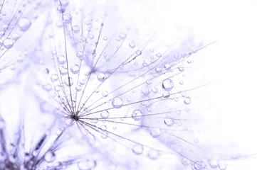 Door stickers Dandelions and water dandelion seeds with drops