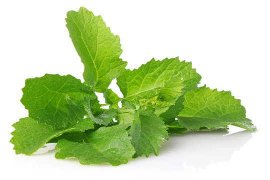 Fresh Juicy Leaves Of Salad Mustard