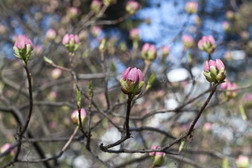 Pink flower bush in bloom.