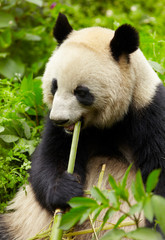 Fototapeta premium Giant panda eating bamboo