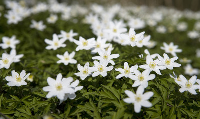 Anemone Flowers