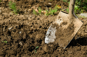 shovel in the ground