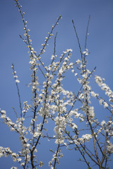 Apple Blossom