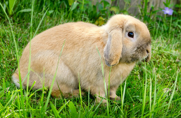 bunny sits in grass