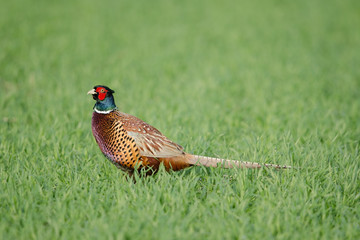 Fasan, Common pheasant, Phasianus colchicus