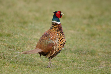 Fasan, Common pheasant, Phasianus colchicus