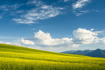 Horizon with yellow field