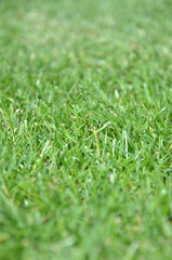 Green grass - front view Texture