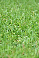 Green grass - front view Texture