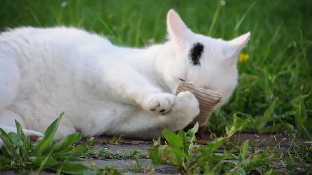 Katze spielt mit Baldriankissen