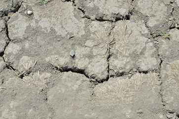 Dried cracked earth texture