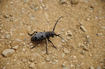 black insect