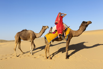 Woman in saree with her camels, Thar Desert, Rajasthan, India.