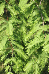 Fototapeta na wymiar Oddziały Urweltmammutbaums, Metasequoia glyptostroboides