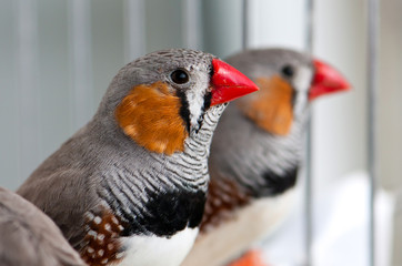 Zebra Finch