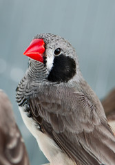 Zebra Finch