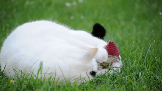 Verspielte Katze im Gras