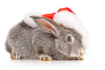 Gray rabbit in a Santas hat, isolated on white