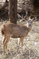 Naklejka na ściany i meble Young sambar deer, Ranthambore NP, Rajasthan, India.