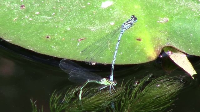 blaue Kleinlibelle