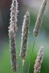 Weidegras Tierfutter  Phleum pratense