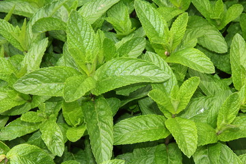 Plantas de menta, Hierbabuena. © LFRabanedo