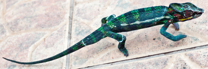 caméléon chamaeleo pardalis, île de la Réunion