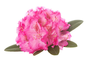 Rhododendron Bl&uuml;te