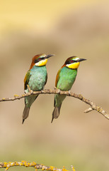 Bee-eater