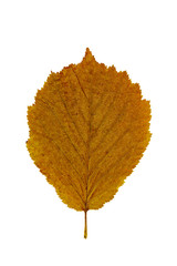 Suszony liść leszczyny