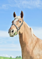 Obraz na płótnie Canvas Portret konia palomino siekać na tle niebieskiego nieba