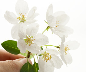 Apple tree flowers on white