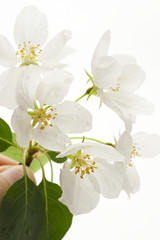 Obraz premium Apple tree flowers on white