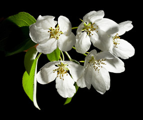 Fototapeta na wymiar Apple tree flowers on black