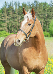 palomino cart horse in the spring field