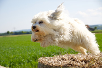 Hund beim Sprung