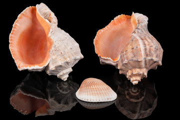 Two seashells on black