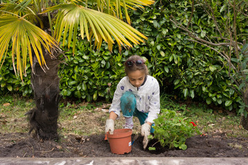 planter un géranium