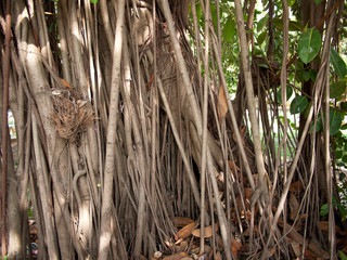 root tree, deep forest