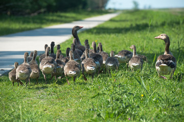 Geese and goslings walking along a footpath